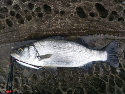 海陽町でヒラスズキ