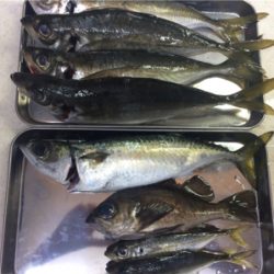 尺手前サイズ 朝マズメにて