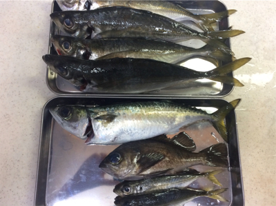 尺手前サイズ 朝マズメにて