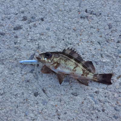 お手軽ライトゲーム