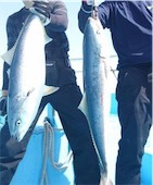 隠岐オフショア