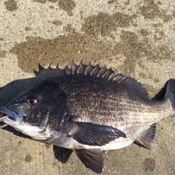 渋い中やっと１匹