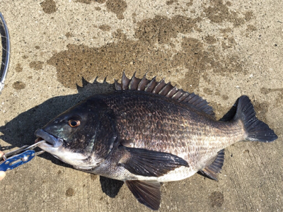 渋い中やっと１匹