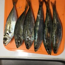 ファミリーフィッシング