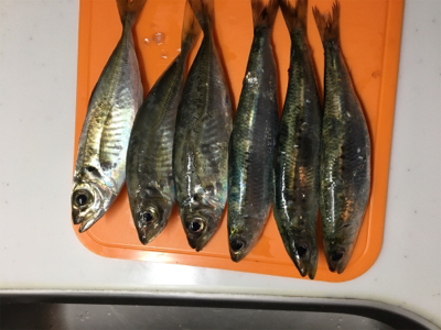 ファミリーフィッシング