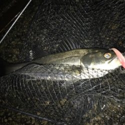 久々ナイトゲーム