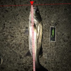 今シーズン1本目‼️