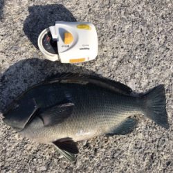 グレ1匹、小アジたくさん