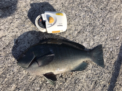 グレ1匹、小アジたくさん