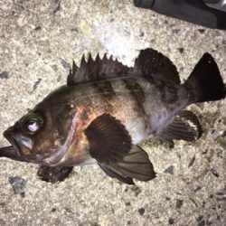 明石周辺メバリング