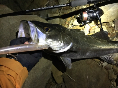 激流シーバスフィッシング！！