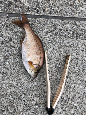 シラサエビ胴付き 海タナゴ