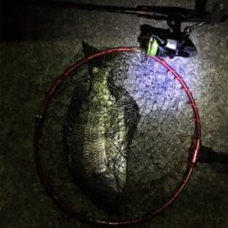 サクッとチニング