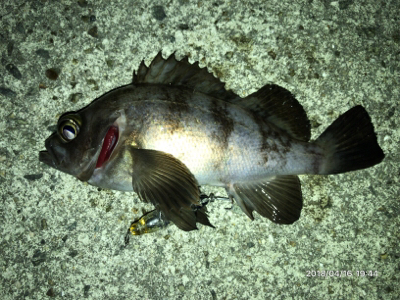 メバルプラッキング