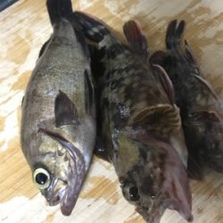 子供とキワ釣り♪