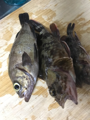 子供とキワ釣り♪