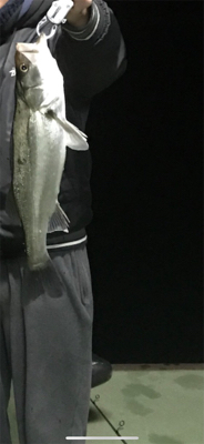 シーバスボイル