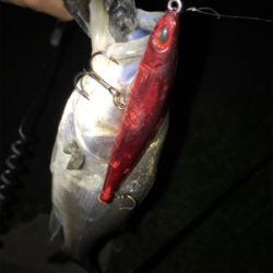 舞洲バチパターン