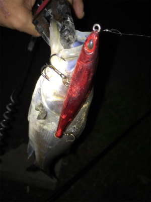 舞洲バチパターン