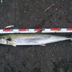 阿南市でサワラ