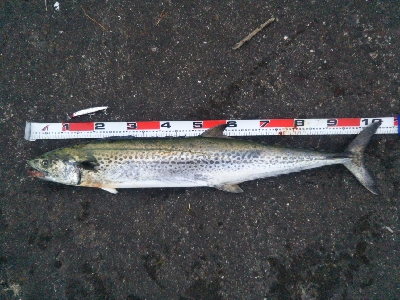 阿南市でサワラ