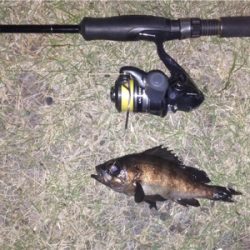 鯵の気配はするものの