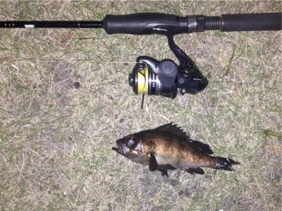 鯵の気配はするものの