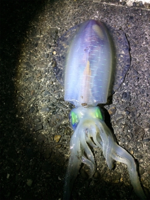 アオリからの…