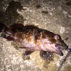 ボトム生命反応検査