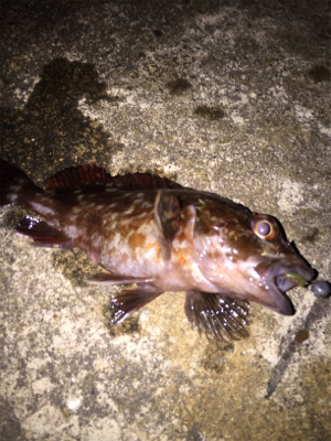 ボトム生命反応検査