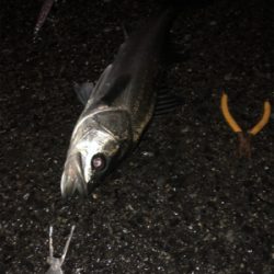 武庫川ちょうしよい？