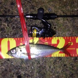 アジング成立！