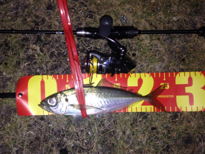 アジング成立！