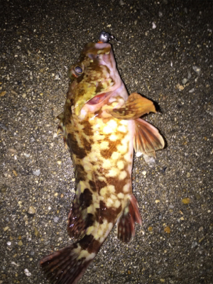 ボトム生命反応調査延長戦