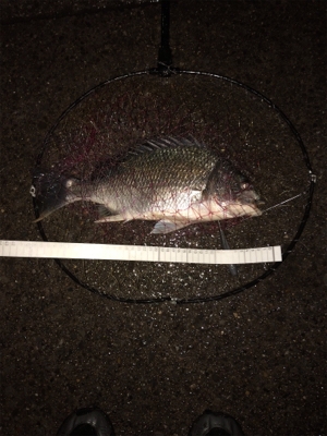 初めての東扇島