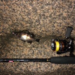 メバルはぼちぼち