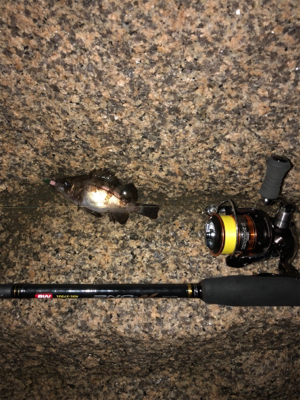 メバルはぼちぼち