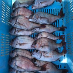 鯛サビキ  魚英