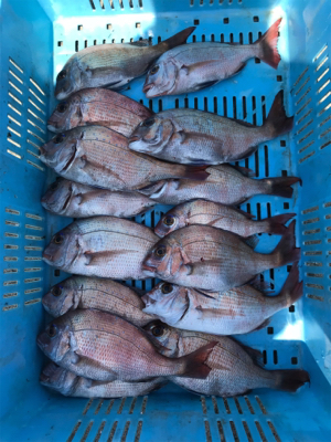 鯛サビキ  魚英