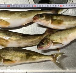 久々の釣果ですよ〜