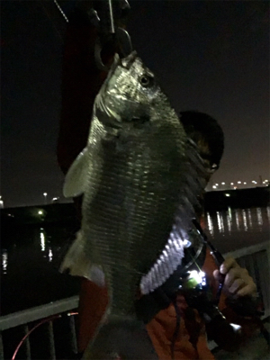 キビレは裏切らない