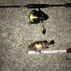 久々のメバルリング釣果