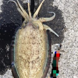 爆風釣行〜春イカおる?〜