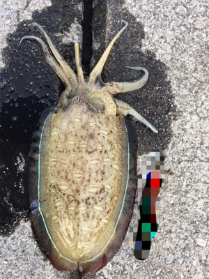 爆風釣行〜春イカおる？〜