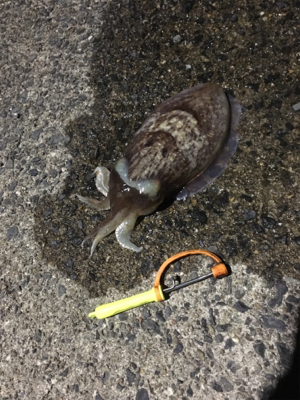 コウイカ 釣行