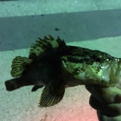 メバルはどこに…？