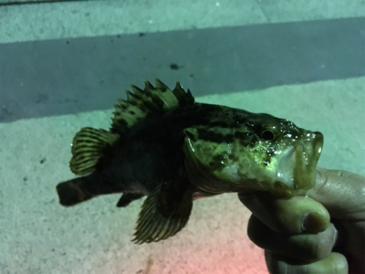 メバルはどこに…？