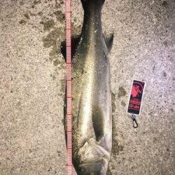 メバリングのはずが、、、