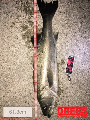 メバリングのはずが、、、