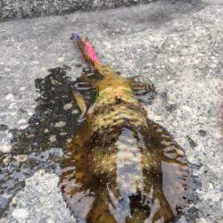 そろそろ開幕しますかぁ?